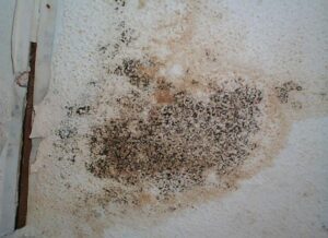 Stachybotrys chartarum (black mold) growing on wall board.